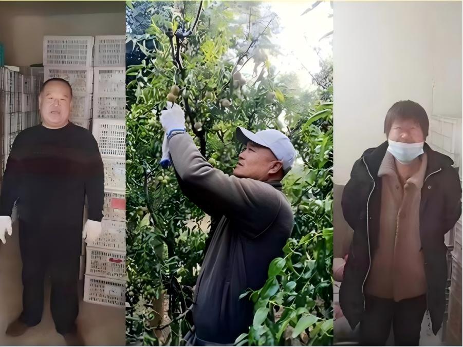 帮助无棣县孙家村解决1000吨冬枣滞销