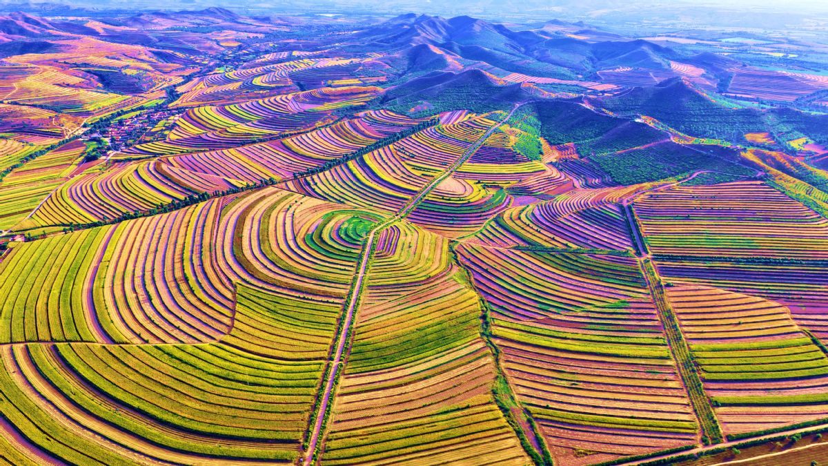 考察“世界小米之乡”敖汉旗，推动一二三产融合发展