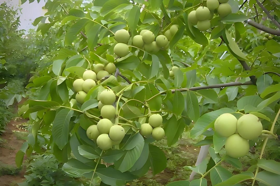 汾阳市委书记与耐诺集团代表共探核桃产业提质之路