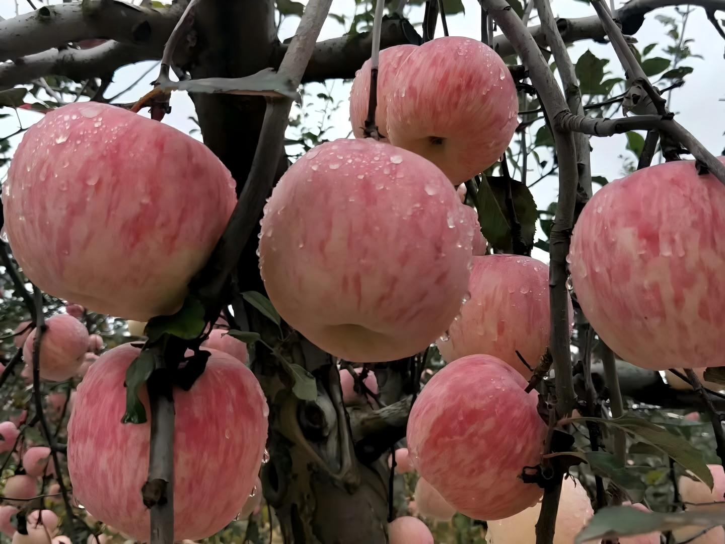 耐诺集团赴甘肃宁县考察并签署产业扶贫框架协议